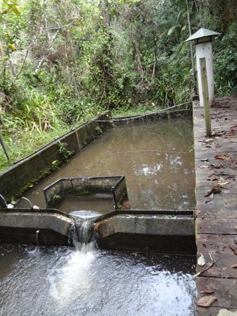 Microbacia Peroba - Floresta de eucalipto