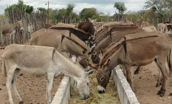 Frigorífico em MG planeja retomar abate de cavalos ainda este ano