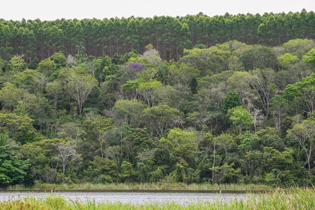 Eucalipto e Mata |Atlântica (Foto: Divulgação)