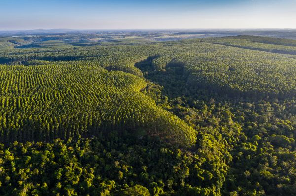 Veracel em Eunápolis (Foto: Ricardo Teles)