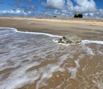 Momento em que a tartaruga retorna ao mar após realizar a desova na areia. Crédito: Veracel.