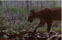 Onça-parda (Puma concolor) identificada em uma das câmeras posicionadas para o monitoramento (Foto: Instituto Pró-Carnivoros). Clique aqui e veja mais imagens das espécies registradas.