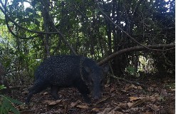 Caititu ou poro-do-mato (Pecari tajacu) registrados nas câmeras (Foto: Instituto Pró-Carnivoros). Clique aqui e veja mais imagens das espécies registradas.