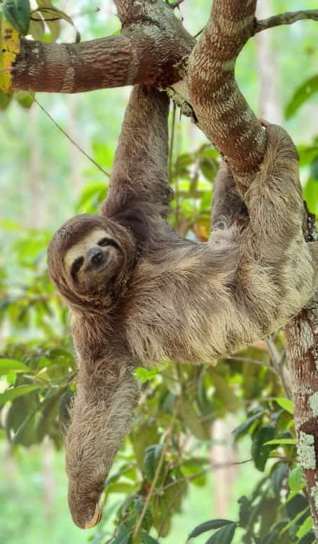 Bicho-preguiça fotografado por Fotógrafo Armando Araújo (GPS). Clique aqui e veja mais registros