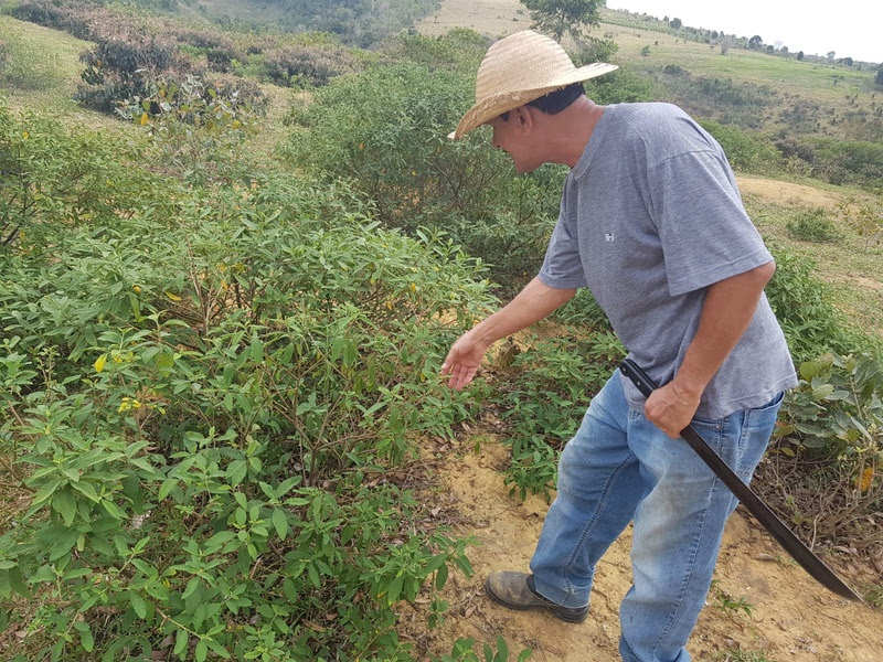 Agricultor ao lado da planta que deixou de ser considerada invasora para se tornar um apoio para a renda das familias (Divulgação Veracel)