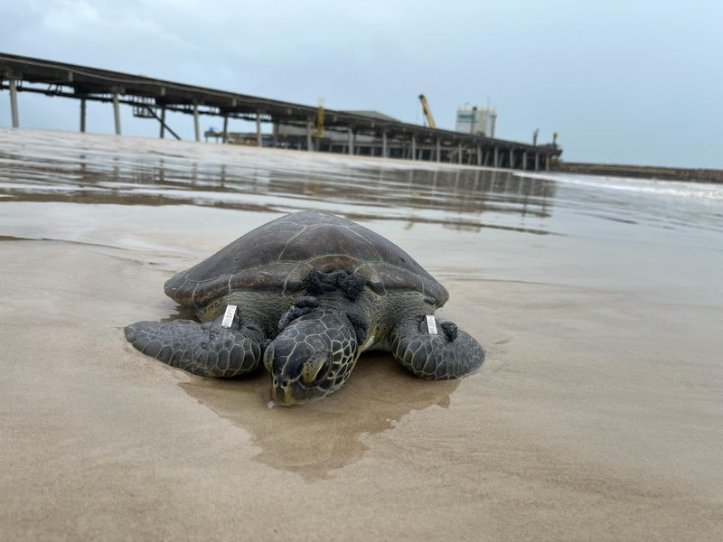 Tartaruga próxima ao Terminal Marítimo de Belmonte (Foto: Divulgação Veracel)