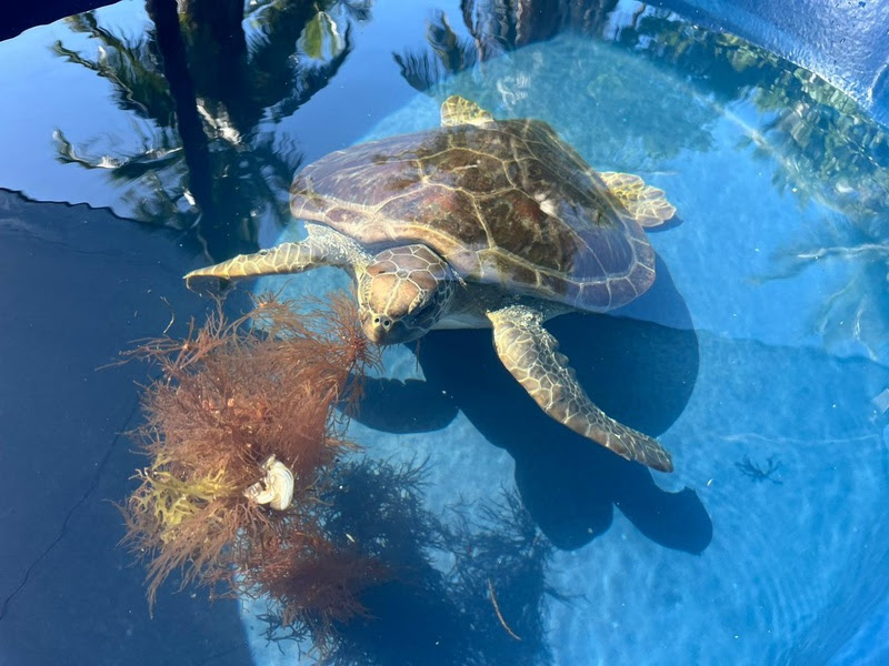 Em um ano, Centro de Reabilitação de Tartarugas Marinhas já resgatou 17 animais (Foto: Divulgação Veracel)