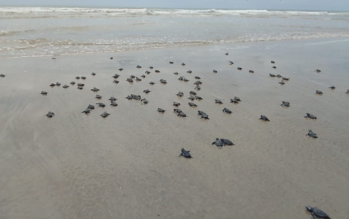 Aglomeração de tartarugas no Extremo Sul baiano (Foto: Divulgação Ambipar)