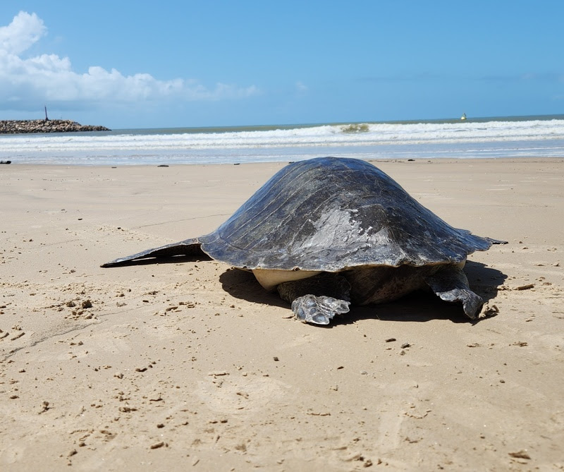 Tartaruga retornando ao mar Foto: Veracel