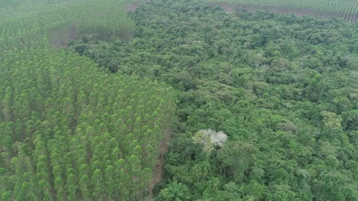 O sivicultor, em Eunápolis, Danilo Sette, tem 40 mil hectares de cultivo de eucalipto