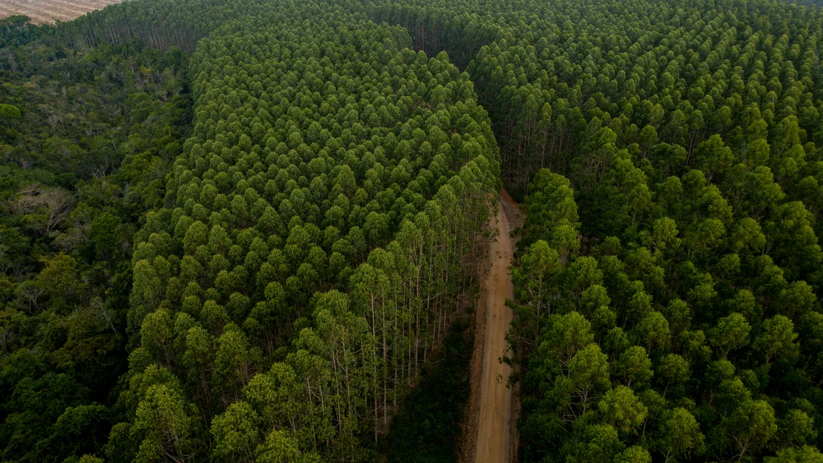 Mosaicos florestais mantém áreas preservadas envolta de plantio de eucalipto - Foto: Divulgção | Veracel