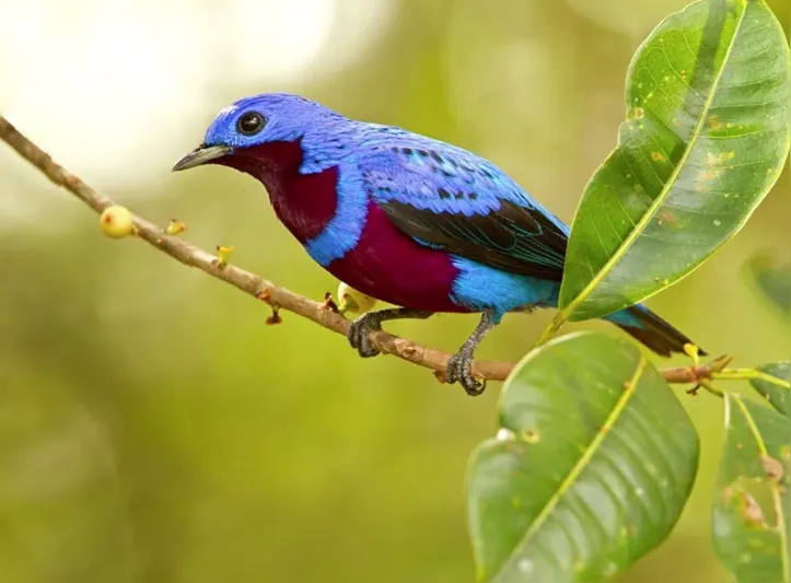 Com a preservação da mata nativa, é possível permitir a vida da fauna local | Foto: Divulgção | Veracel Pessoal