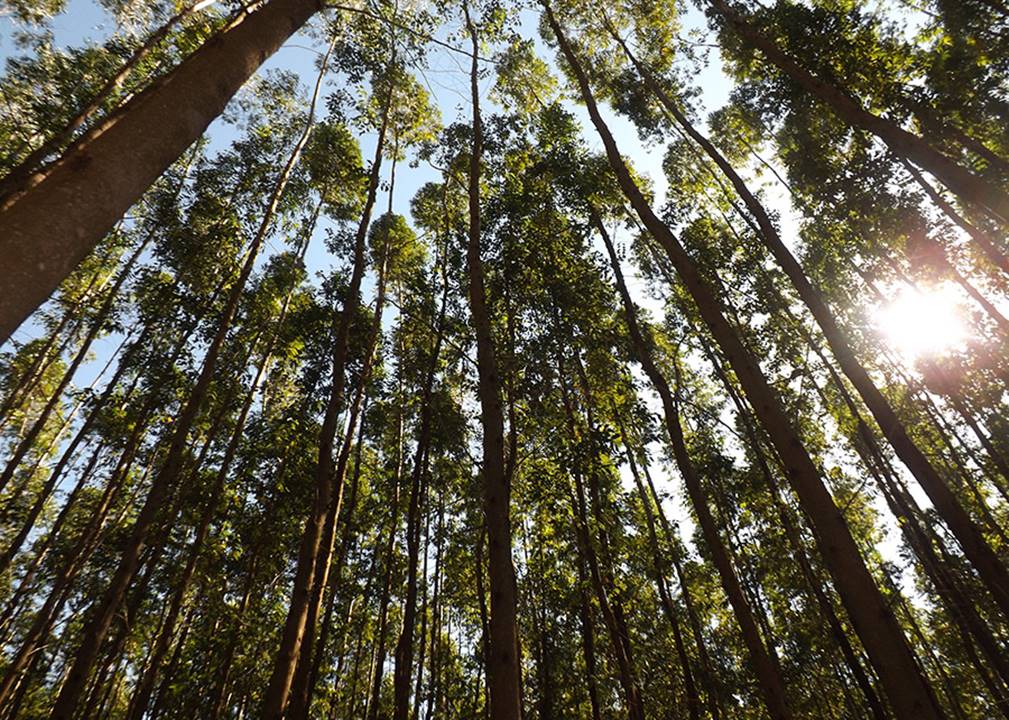 Espécie é capaz de armazenar grandes quantidades de carbono na parte aérea e no solo / Foto: Fabiana Piontekowski Ribeiro