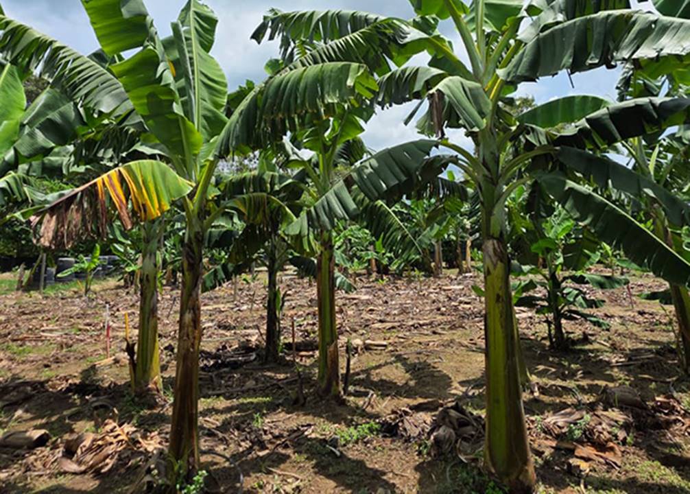 Bananeira Williams, infectada com a murcha de Fusarium R4T, ao lado da brasileira BRS Princesa saudável, à direita.