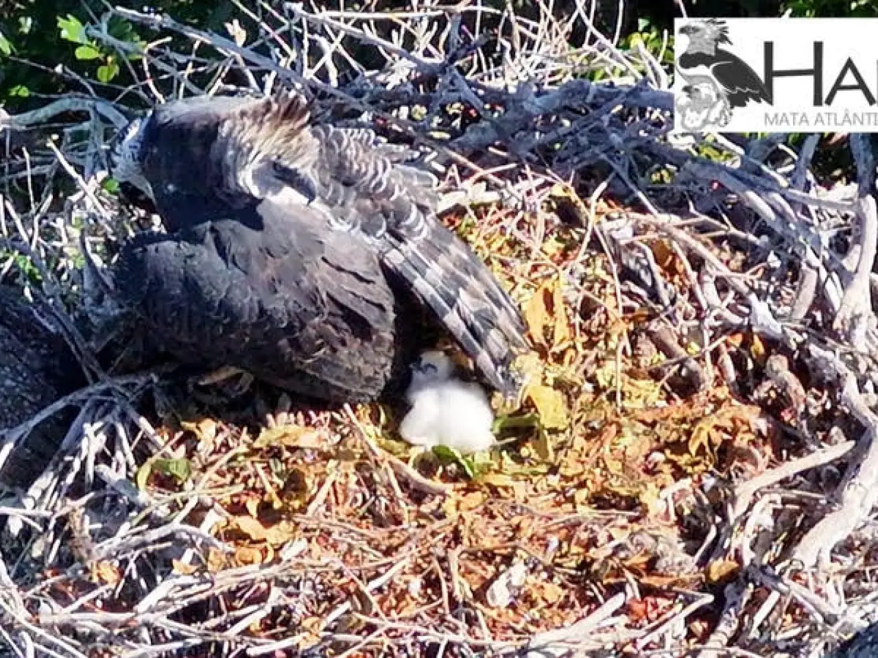  Registro de filhote no ninho, localizado na Esta&ccedil;&atilde;o Veracel. Cr&eacute;dito: Projeto Harpia Mata Atl&acirc;ntica