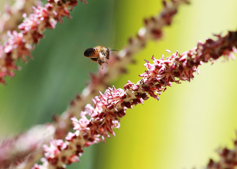 Para ser considerado um mel monofloral, o produto do trabalho das abelhas deve ter na sua origem a predominância de néctar da flor de uma determinada espécie vegetal / Foto: Ronaldo Rosa