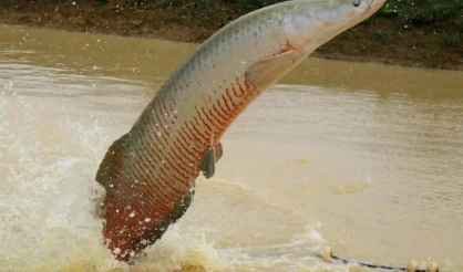 Ibama declara pirarucu espécie invasora e libera abate do peixe fora da Bacia Amazônica