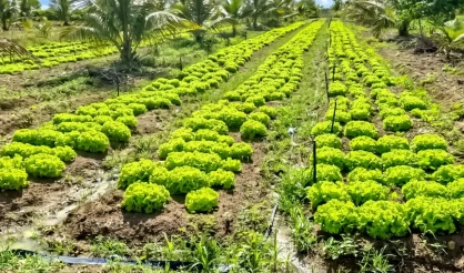 Semana da Agricultura fortalece economia rural