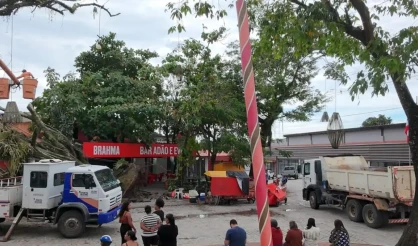 Defesa Civil atualiza levantamento sobre queda de árvores em Trancoso