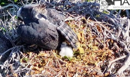 Novo filhote de harpia nasce na área da Estação Veracel