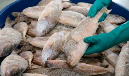 Prefeitura de Itabela realiza entrega de 7 mil quilos de peixe da Semana Santa nesta quinta (2)