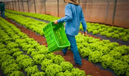 Confira regras para acesso de produtores às renegociações de dívidas rurais
