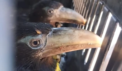 Filhotes de tucano são resgatados na Cidade Histórica e encaminhados ao Cetas