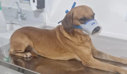 Semac intensifica combate aos maus-tratos a animais em Porto Seguro