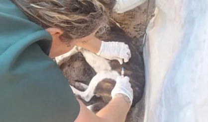 Vacinação emergencial amplia cuidado animal em Arraial d’Ajuda