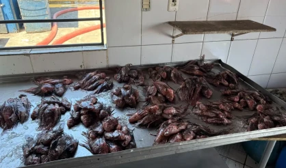 Porto Seguro avança no enfrentamento ao peixe-leão