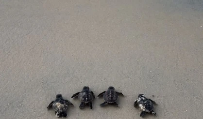 127 Tartarugas de Pente nascem na Orla Norte e reforçam preservação em Porto Seguro