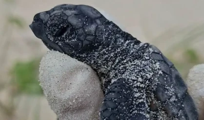 Temporada de tartarugas no Sul da Bahia atinge marca de 9,4 mil filhotes no primeiro bimestre do ano