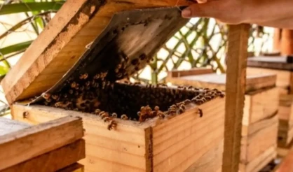 Veracel fortalece cadeia da apicultura no Sul da Bahia e beneficia 133 famílias