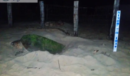 Tartaruga marinha identificada há nove anos volta a desovar na mesma praia do Sul da Bahia